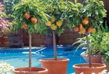Cultiva tus árboles frutales en casa
