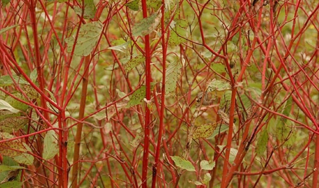 Rosa Del Desierto - Planta Suculenta, De Crecimiento Rápido, Para Jardín O Interior (1 Tubérculo)