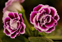 Planta de Gloxinia