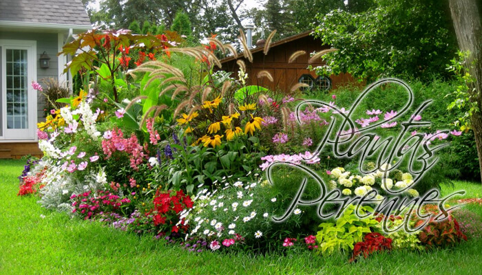 Tipos de Plantas Perennes, plantas para hogar, mejores plantas, flores perennes, plantas perennes mas bellas