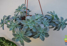 Plantas Suculentas Fantasma, planta interior, cuidado plantas suculentas, Plantas Suculentas, crasulas, cactus,