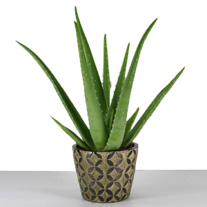 Plantas de Interior Aloe Vera