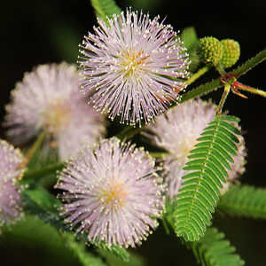 Mimosa pudica, dormidera, vergonzosa, nometoques, Plantas de Interior Zodíaco, 