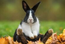 Qué Plantas pueden Comer los Conejos?