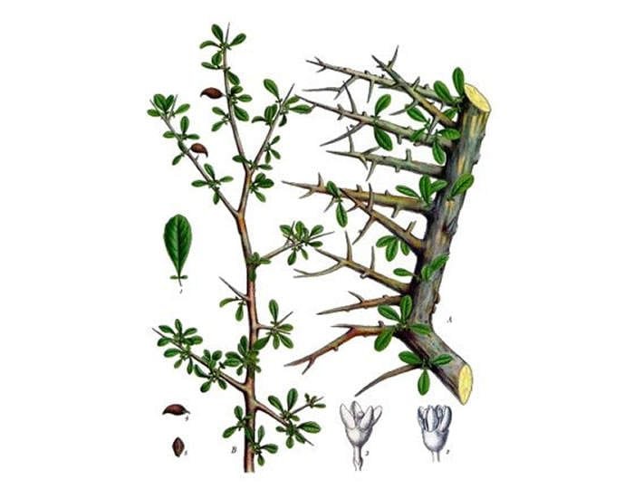 Mirra | Que es, Para que sirve y cual es su Significado Espiritual ...